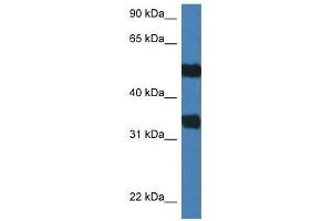 Western Blot showing Arsg antibody used at a concentration of 1. (ARSG anticorps  (C-Term))
