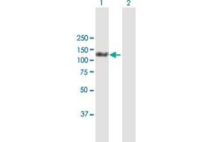 Western Blot analysis of MORC3 expression in transfected 293T cell line by MORC3 MaxPab polyclonal antibody. (MORC3 anticorps  (AA 1-939))