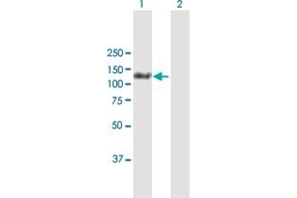 MORC3 antibody  (AA 1-939)