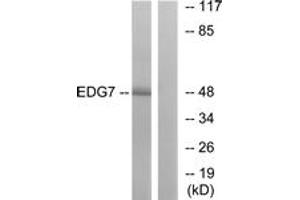 Western blot analysis of extracts from Jurkat cells, using EDG7 Antibody. (LPAR3 anticorps  (AA 281-330))