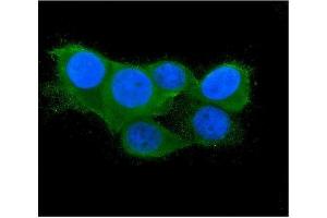 IF analysis of Thioredoxin 2/TXN2 using anti-Thioredoxin 2/TXN2 antibody (ABIN7602148). (TXN2 anticorps  (AA 60-166))