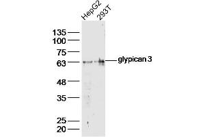 Lane 1: HepG2 lysates Lane 2: 293T lysates probed with glypican 3 Polyclonal Antibody, Unconjugated  at 1:300 dilution and 4˚C overnight incubation. (Glypican 3 anticorps  (AA 201-300))