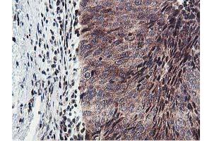 Image no. 6 for anti-Exoribonuclease 1 (ERI1) antibody (ABIN1498094)