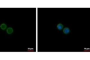 ICC/IF Image CD19 antibody [C1C3] detects CD19 protein at membrane by immunofluorescent analysis. (CD19 anticorps)