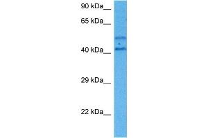 Host:  Mouse  Target Name:  SP1  Sample Tissue:  Mouse Heart  Antibody Dilution:  1ug/ml (SP1 anticorps  (C-Term))
