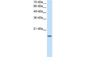DUT antibody used at 2.