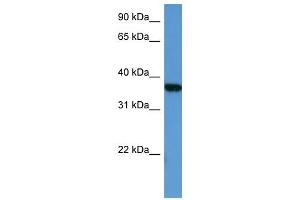 MAPKAPK2 antibody (70R-10034) used at 0.