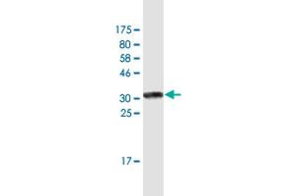 DAZAP2 antibody  (AA 93-168)