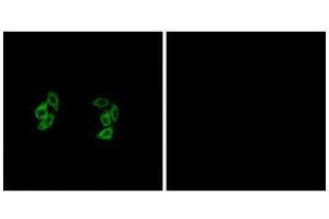 Immunofluorescence (IF) image for anti-Casein Kinase 1, alpha 1-Like (CSNK1A1L) (Internal Region) antibody (ABIN1849778) (CSNK1A1L anticorps  (Internal Region))