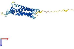 AlphaFold protein structure predicition of Human Recombinant CLDN4 Protein, UniprotID O14493