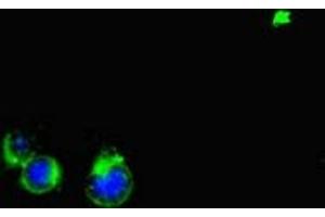 Immunofluorescent analysis of Hela cells using ABIN7169059 at dilution of 1:100 and Alexa Fluor 488-congugated AffiniPure Goat Anti-Rabbit IgG(H+L)