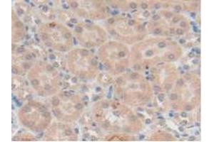 IHC-P analysis of Mouse Kidney Tissue, with DAB staining. (TFF1 anticorps  (AA 1-87))