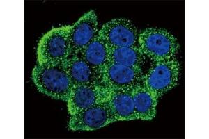Confocal immunofluorescent analysis of phospho-TERT antibody with HeLa cells followed by Alexa Fluor 488-conjugated goat anti-rabbit lgG (green). (TERT anticorps  (pTyr707))