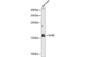 Western blot analysis of extracts of rat liver, using GHRL antibody (ABIN6131231, ABIN6141079, ABIN6141080 and ABIN6216264) at 1:1000 dilution.