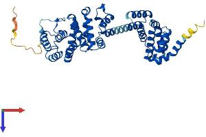 AlphaFold protein structure predicition of Mouse Recombinant Bzw2 Protein, UniprotID Q91VK1