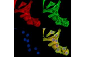 ABIN7096047 and ABIN7100109 staining Hela cells by IF/ICC.