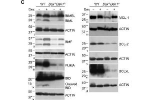 Characterization of clonal lymphoid lines mutant for combinations of pro-apoptotic BCL2 family proteins.