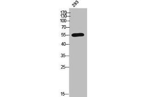 Western Blot analysis of 293 cells using CYP2C8 Polyclonal Antibody