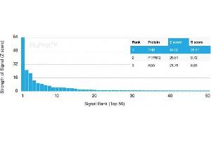 Analysis of Protein Array containing more than 19,000 full-length human proteins using Monospecific Mouse Monoclonal Antibody to Prohibitin (PHB/3194).