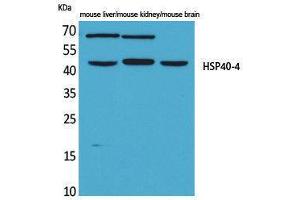 Western Blotting (WB) image for anti-HSP40-4 (Internal Region) antibody (ABIN3178193) (HSP40-4 (Internal Region) anticorps)