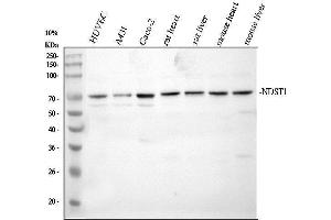 Western blot analysis of NDST1 using anti-NDST1 antibody (ABIN7825574).