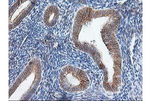 Image no. 7 for anti-Signal Sequence Receptor, alpha (SSR1) antibody (ABIN1501149)