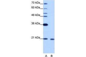 Western Blotting (WB) image for anti-RNA Binding Motif Protein 8A (RBM8A) antibody (ABIN2462183) (RBM8A anticorps)