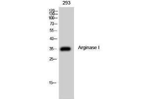 Western Blotting (WB) image for anti-Arginase, Liver (ARG1) (Internal Region) antibody (ABIN3173864) (Liver Arginase anticorps  (Internal Region))