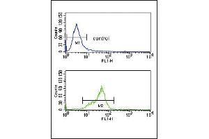 GNAO1 Antibody (C-term) (ABIN653078 and ABIN2842677) flow cytometry analysis of K562 cells (bottom histogram) compared to a negative control cell (top histogram).