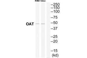 Western blot analysis of extracts from K562/COLO205 cells, using OAT antibody. (OAT anticorps)