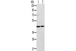 Western Blotting (WB) image for anti-Ras-Related GTP Binding A (RRAGA) antibody (ABIN2430775)