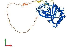 AlphaFold protein structure predicition of Human Recombinant NIPSNAP2 Protein, UniprotID O75323