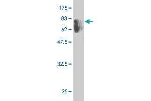 Western Blot detection against Immunogen (73.