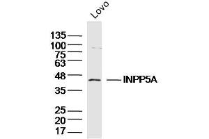 Lovo lysates probed with INPP5A Polyclonal Antibody, Unconjugated  at 1:300 dilution and 4˚C overnight incubation. (INPP5A anticorps  (AA 31-130))