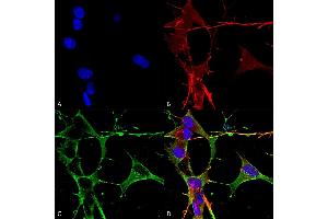 Immunocytochemistry/Immunofluorescence analysis using Mouse Anti-Neuroligin 3 Monoclonal Antibody, Clone S110-29 (ABIN1741451).
