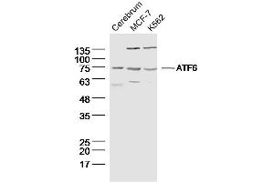 Lane 1: Rat cerebrum lysates; Lane 2: MCF-7 lysates; Lane 3: K562 lysates; probed with ATF6 Polyclonal Antibody, unconjugated (bs-23094R) at 1:300 overnight at 4°C followed by a conjugated secondary antibody for 60 minutes at 37°C. (ATF6 anticorps  (AA 431-530))