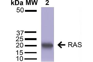 Western blot analysis of Mouse Brain Cortex cell lysates showing detection of ~21 kDa RAS protein using Rabbit Anti-RAS Polyclonal Antibody .