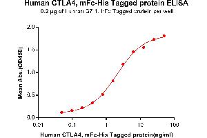 ELISA plate pre-coated by 2 μg/mL (100 μL/well) Human B7-1, hFc tagged protein ABIN6961158, ABIN7042345 and ABIN7042346 can bind Human C, mFc-His tagged protein (ABIN6961090, ABIN7042209 and ABIN7042210) in a linear range of 0.