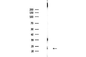 anti-Histone H1.5 (HIST1H1B) (N-Term) antibody