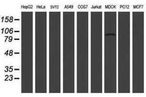 Image no. 2 for anti-Leucine Rich Repeat Containing 50 (LRRC50) antibody (ABIN1499209)