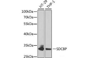 Western blot analysis of extracts of various cell lines using SDCBP Polyclonal Antibody at dilution of 1:1000. (SDCBP anticorps)