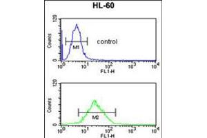 Flow cytometric analysis of HL-60 cells (bottom histogram) compared to a negative control cell (top histogram). (LY75/DEC-205 anticorps  (AA 646-675))