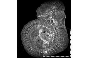 Immunofluorescence Staining of entire E10.