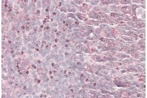 Septin-6 Antibody  staining of paraffin embedded Human Tonsil at 3. (Septin 6 anticorps  (Internal Region))