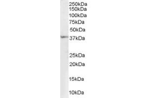Image no. 1 for anti-Renalase, FAD-Dependent Amine Oxidase (RNLS) (Internal Region) antibody (ABIN374558) (RNLS anticorps  (Internal Region))