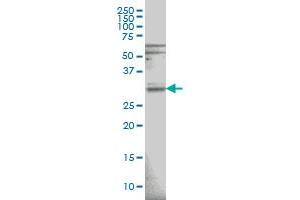 RNASEH1 monoclonal antibody (M01), clone 5D10 Western Blot analysis of RNASEH1 expression in HeLa . (Ribonuclease H1 anticorps  (AA 189-286))