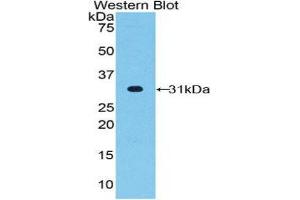 Western Blotting (WB) image for anti-Fucosyltransferase 4 (Alpha (1,3) Fucosyltransferase, Myeloid-Specific) (FUT4) (AA 264-497) antibody (ABIN1858931) (CD15 anticorps  (AA 264-497))