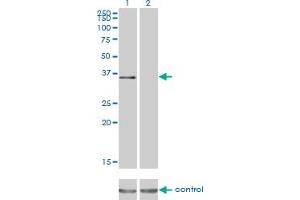 Western blot analysis of ATF1 over-expressed 293 cell line, cotransfected with ATF1 Validated Chimera RNAi (Lane 2) or non-transfected control (Lane 1).