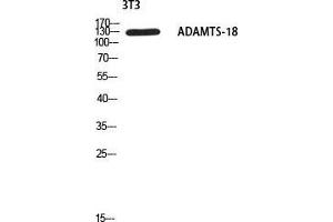 Western Blot (WB) analysis of 3T3 using ADAMTS-18 antibody. (ADAMTS18 anticorps)