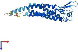 AlphaFold protein structure predicition of Human Recombinant LHFPL5 Protein, UniprotID Q8TAF8
